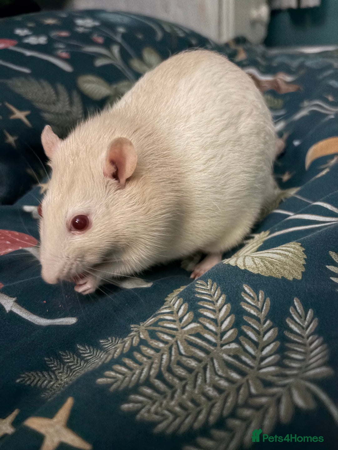 Rat rodents for sale: Older pet rat in need of rehoming - Advert 1