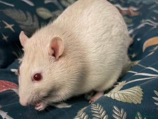 Rat rodents Older pet rat in need of rehoming - Advert 1
