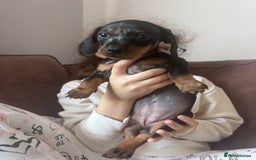 Miniature Dachshund dogs for sale: Kc reg miniature dachshund  - Image 14