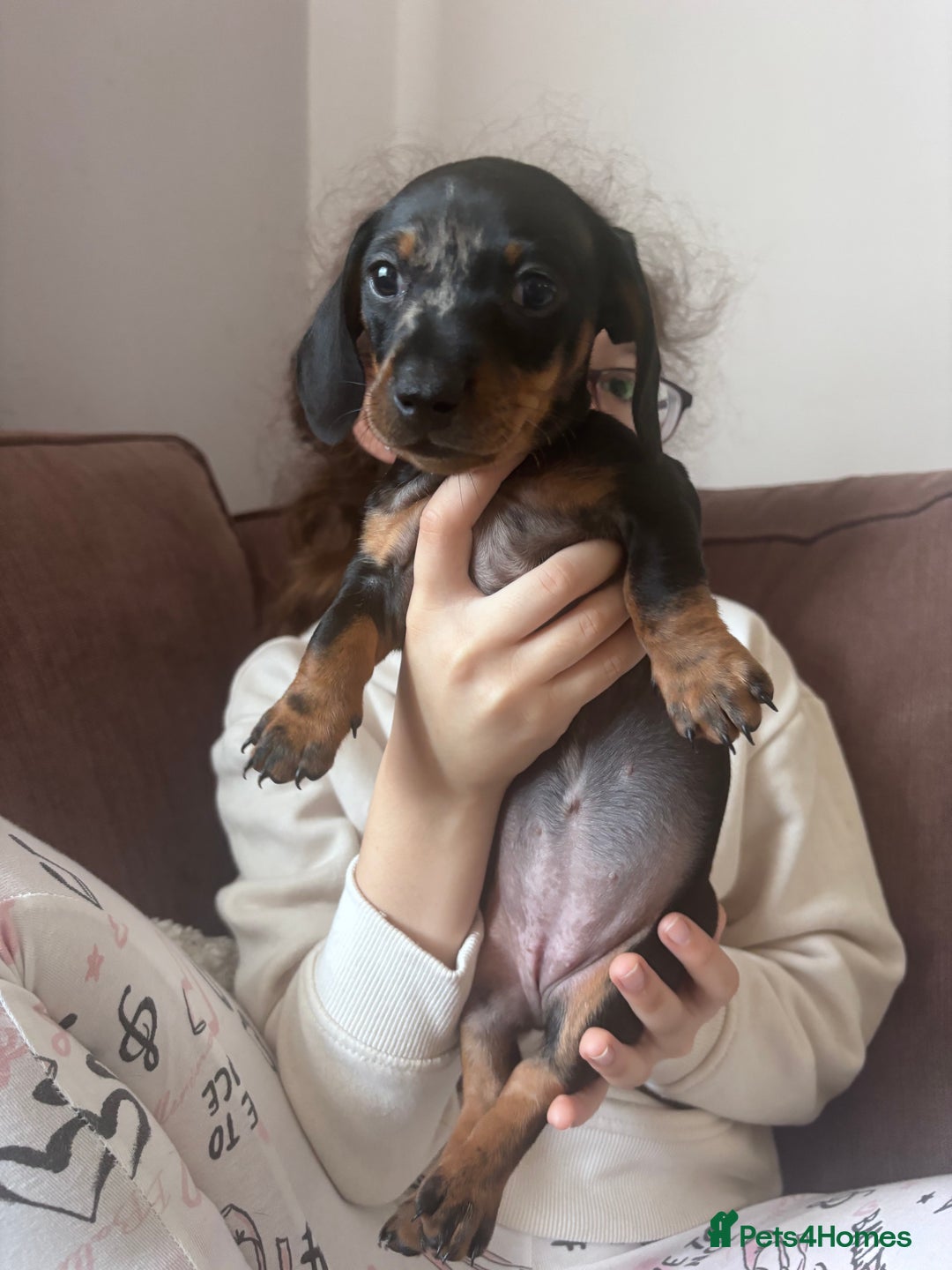 Miniature Dachshund dogs for sale: Kc reg miniature dachshund  - Image 14