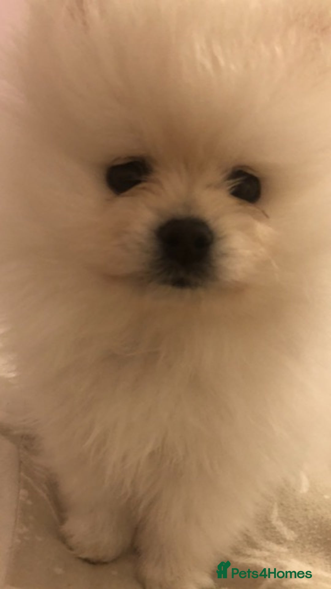 Pomeranian dogs for sale: Teddy Face , Pop Quality, Tiny BOY! - Advert 2