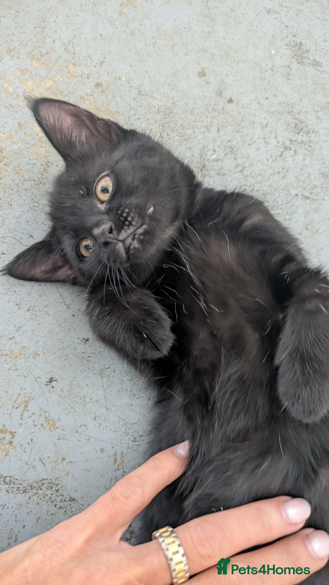 British Longhair cats 1 black male kittens left desperate for new home - Advert 2