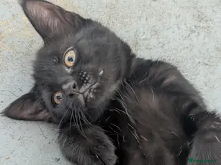 British Longhair cats 1 black male kittens left desperate for new home - Advert 2