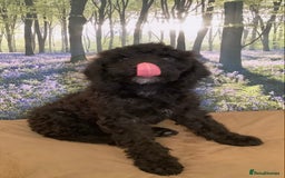 Mixed Breed dogs for sale: Ready now for their 5* homes - Image 14