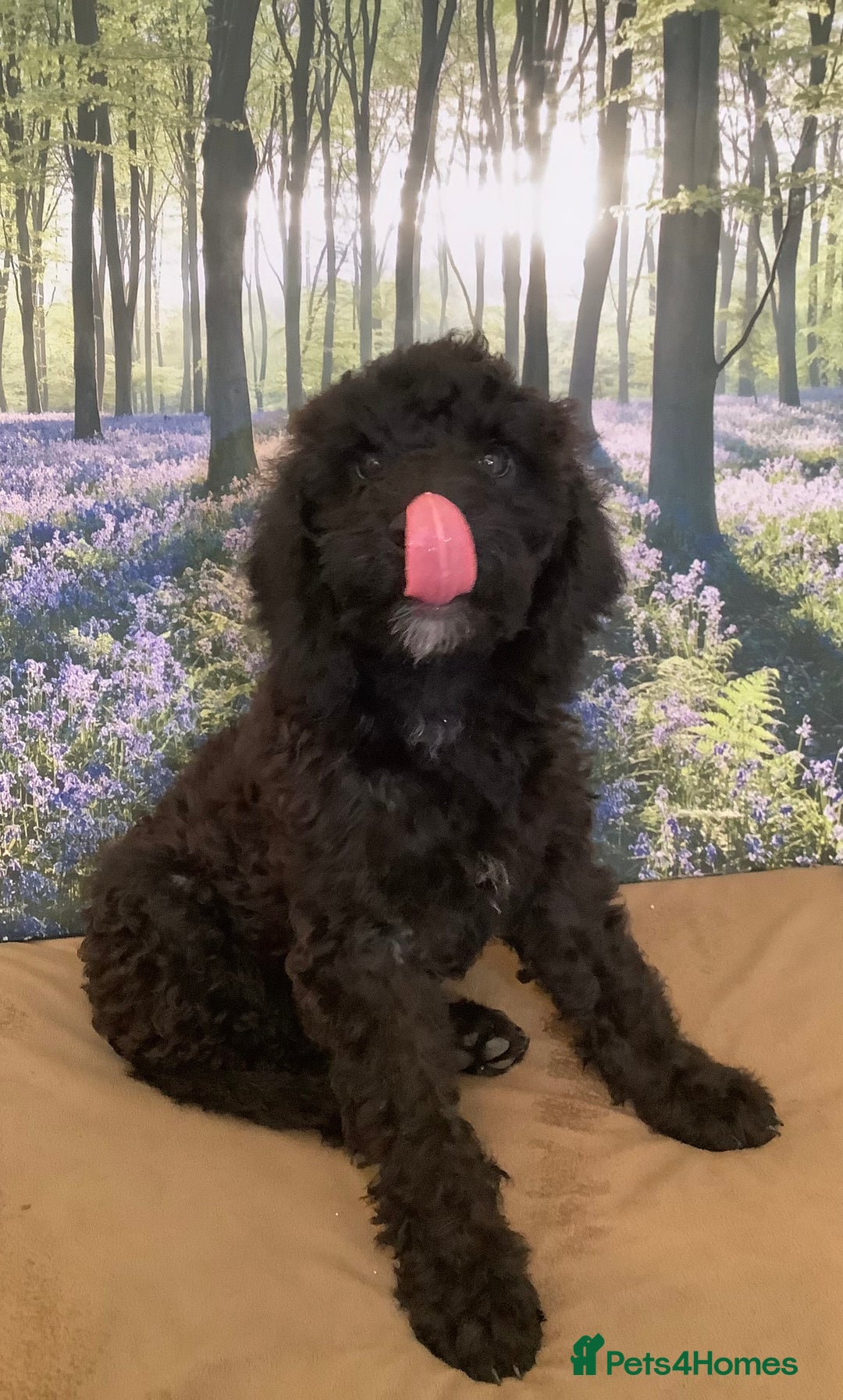 Mixed Breed dogs for sale: Ready now for their 5* homes - Image 14