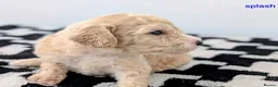 Cavapoochon dogs for sale: PRA Clear genetically DNA Tested Cavapoochons in Towcester - Advert 28