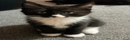 Mixed Breed cats for sale: Beautiful 9-Week-Old Kittens – Ready Now  - Advert 6