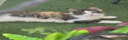 Maine Coon cats for sale: Beautiful Mainecoon kittins to sale - Advert 3