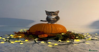 Domestic Shorthair cats - Advert 14