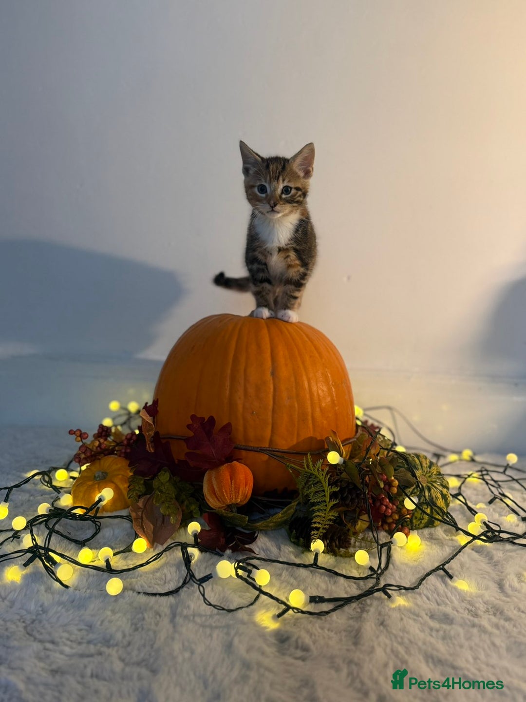 Domestic Shorthair cats for sale:  Adorable Kittens Looking for Their Forever Homes - Image 2