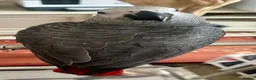 Parrots birds for sale: Hand Reared Macaws, Grey & Eclectus  - Advert 3