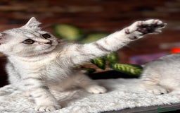 British Shorthair cats for sale: ✨LAST KITTEN LEFT✨OPEN TO OFFERS FOR RIGHT HOME✨ - Image 10