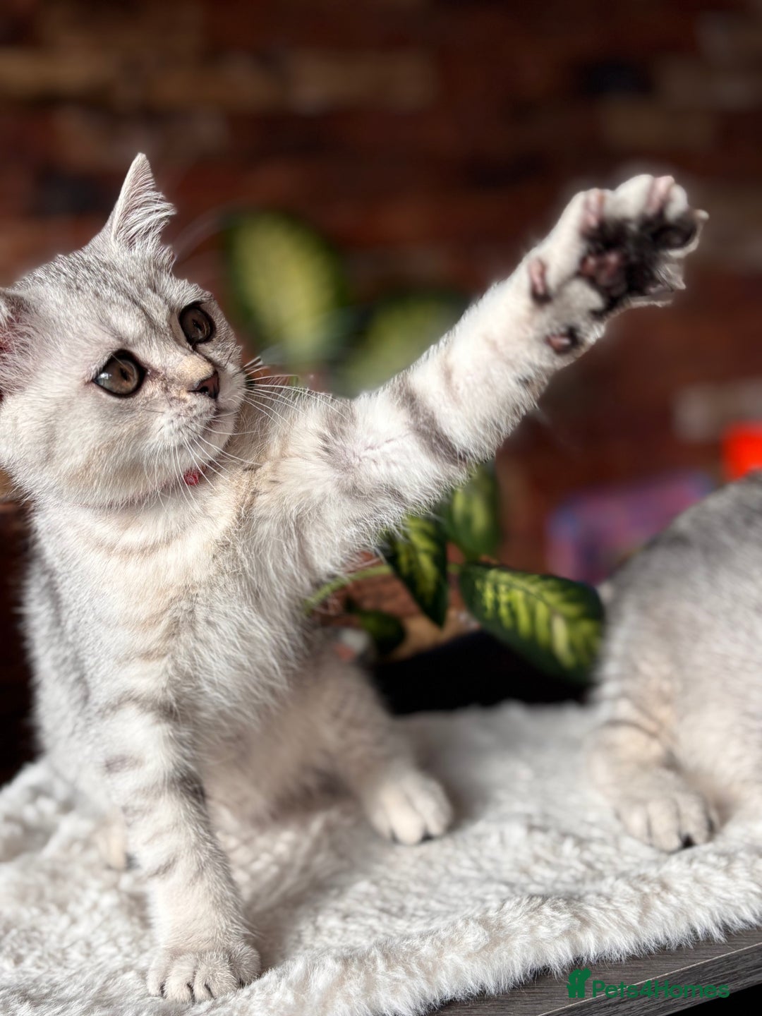 British Shorthair cats for sale: ✨LAST KITTEN LEFT✨OPEN TO OFFERS FOR RIGHT HOME✨ - Image 10