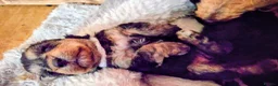 Mixed Breed dogs for sale: Miniature poodle x scot terrier/ poodle x puppies  - Advert 9