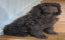 Standard Poodle dogs for sale: KC reg Brown Parti & phantom Standard Poodle pups - Image 4