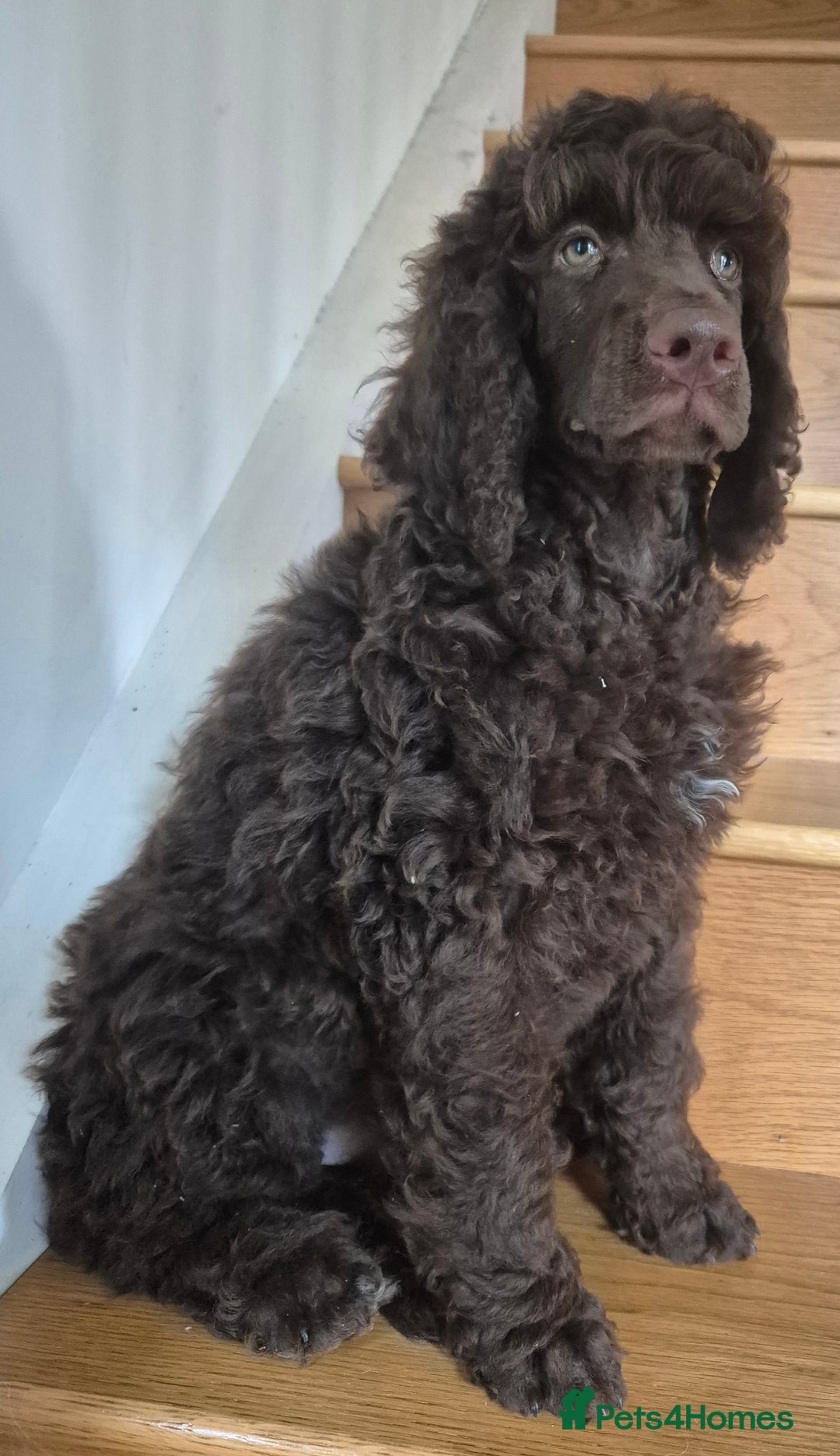 Standard Poodle dogs for sale: KC reg Brown Parti & phantom Standard Poodle pups - Image 4