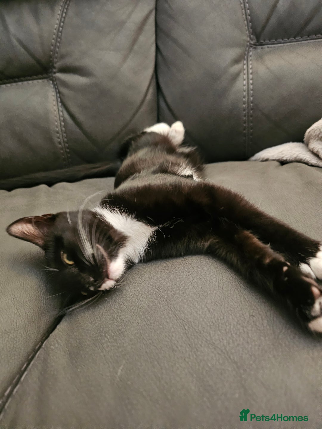 Mixed Breed cats for sale: Kitten great with Dogs, Cats, Young Children - Image 3