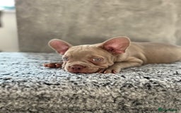 French Bulldog dogs for sale: Isabella boy  in Wickford - Image 7