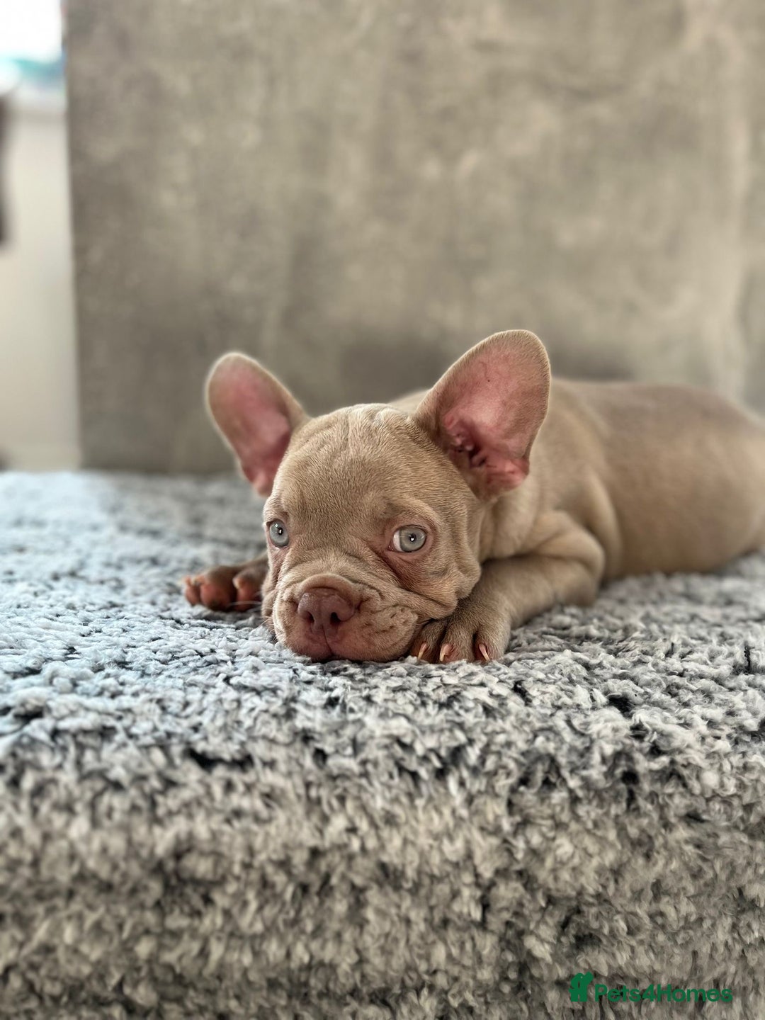 French Bulldog dogs for sale: Isabella boy  in Wickford - Image 7