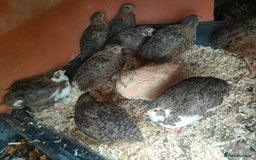 Quail poultry for sale: Mixed coturnix quail - Image 2