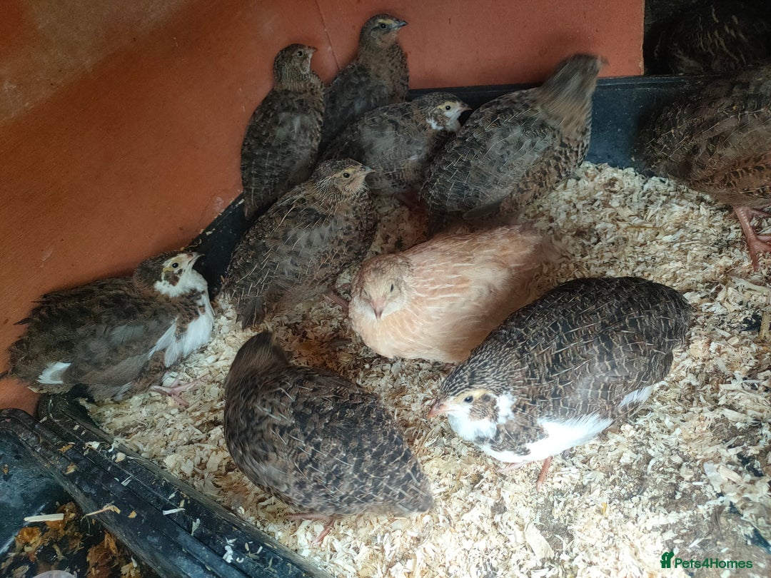Quail poultry for sale: Mixed coturnix quail - Image 2