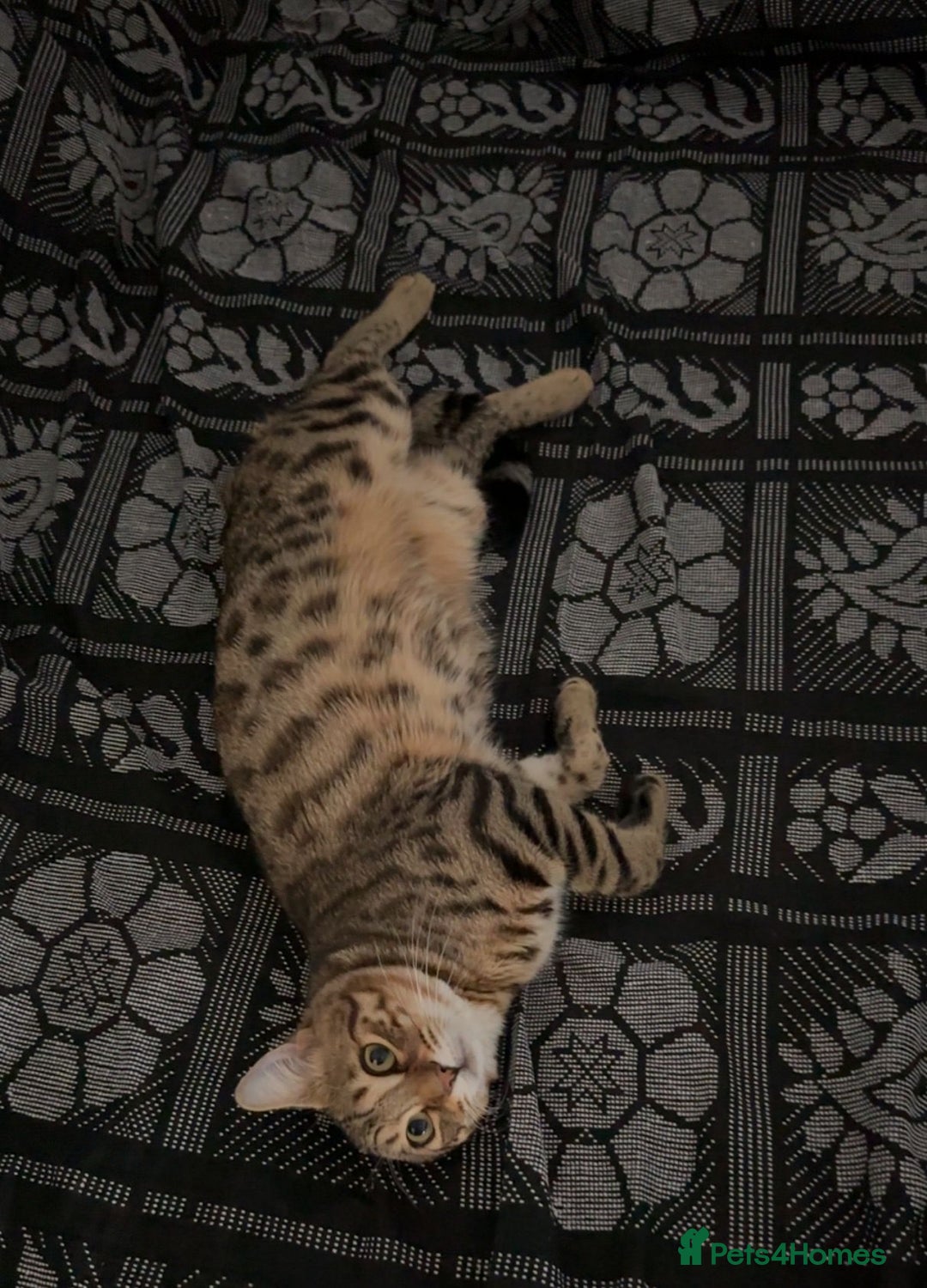 Bengal cats for sale: Bengal kitten  - Image 5