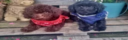 Cockapoo dogs for sale: Adorable flb cockapoo puppies  - Advert 11