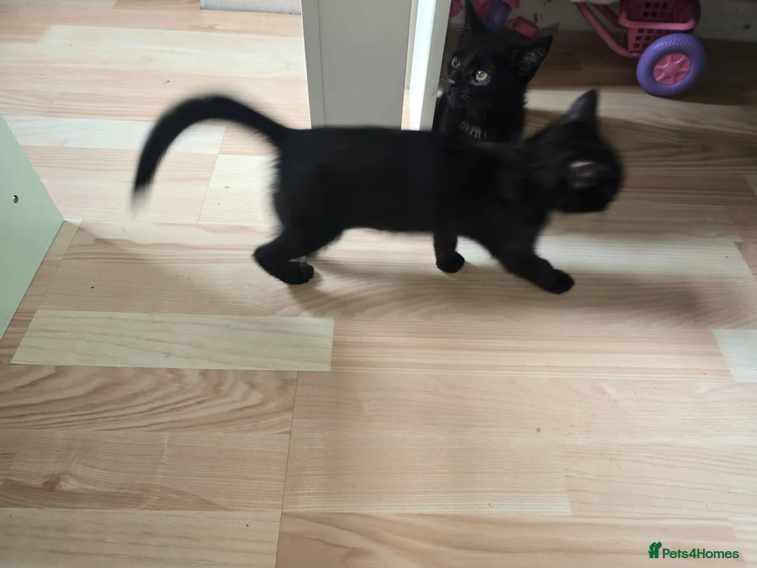 Mixed Breed cats for sale: 4 kittens (free) and ready for there new home - Advert 5