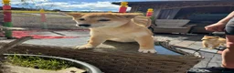 Japanese Shiba Inu dogs for sale: Shiba girls kc registered available  - Advert 6