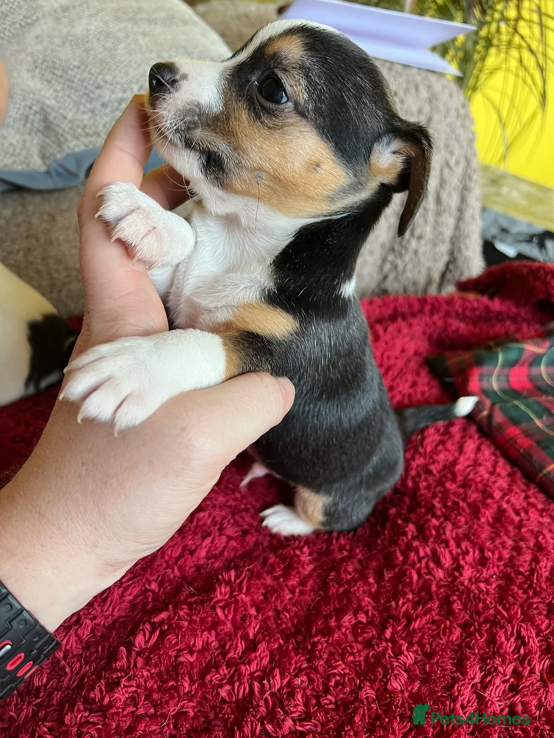 Mixed Breed dogs for sale: Jack Chi puppies, 5 boys, ready end of Feb - Advert 13