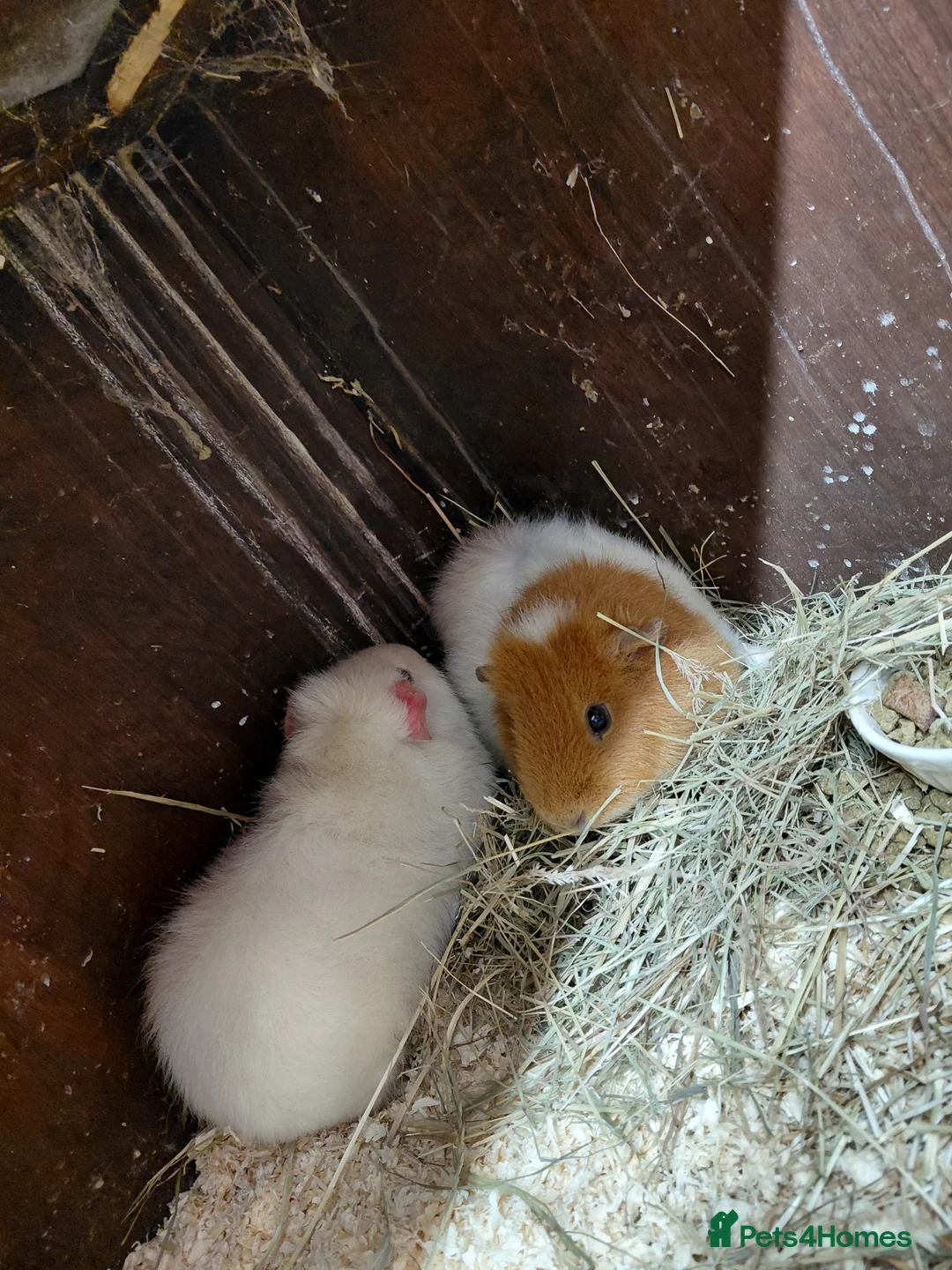 Guinea Pig rodents for sale: Beautiful female pair - Advert 3