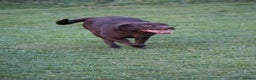 Labrador Retriever dogs for sale: Chocolate lab female  - Advert 3