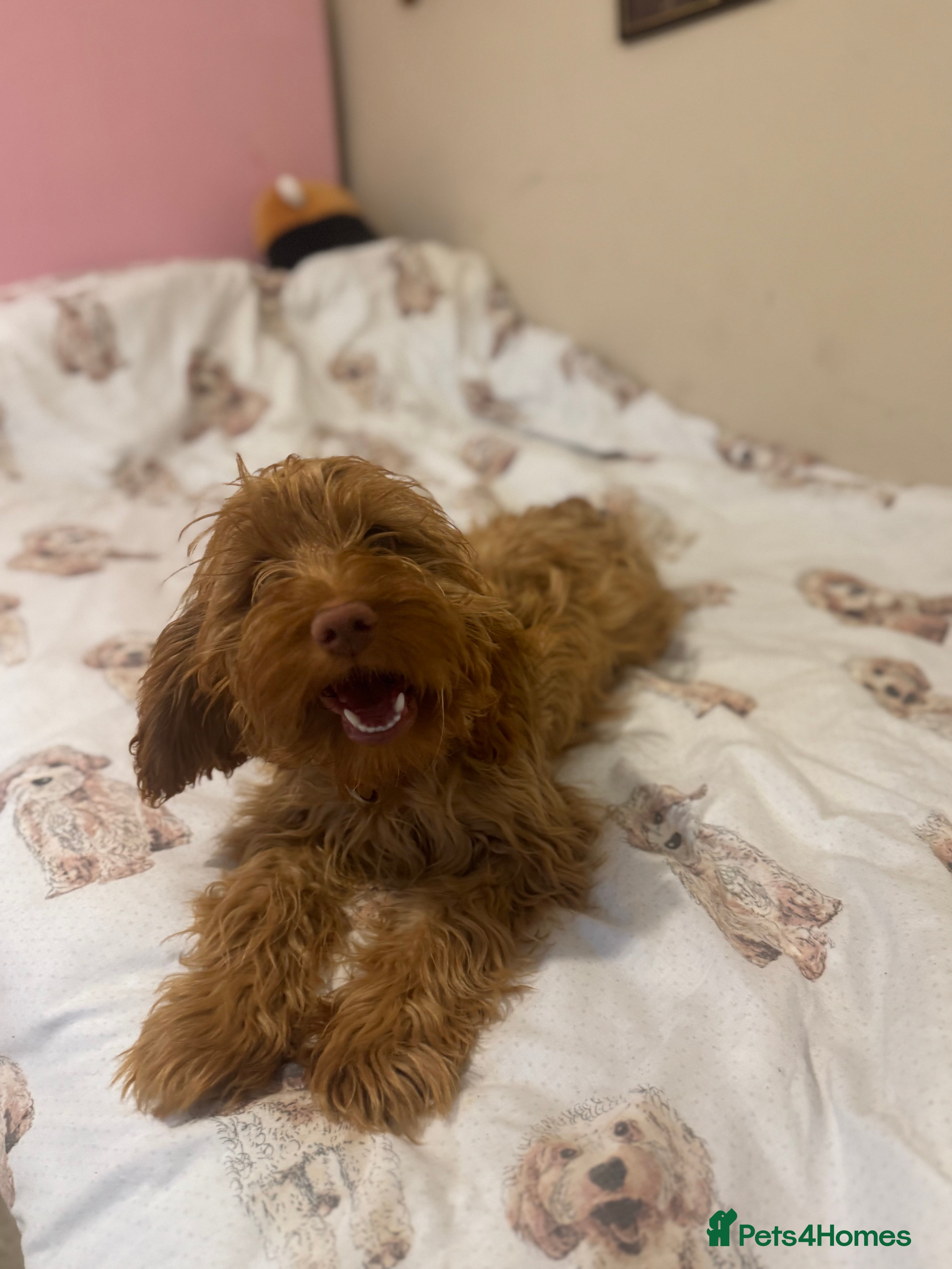 Cockapoo dogs Super friendly cockerpoo puppy - Advert 1