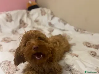 Cockapoo dogs Super friendly cockerpoo puppy - Advert 11