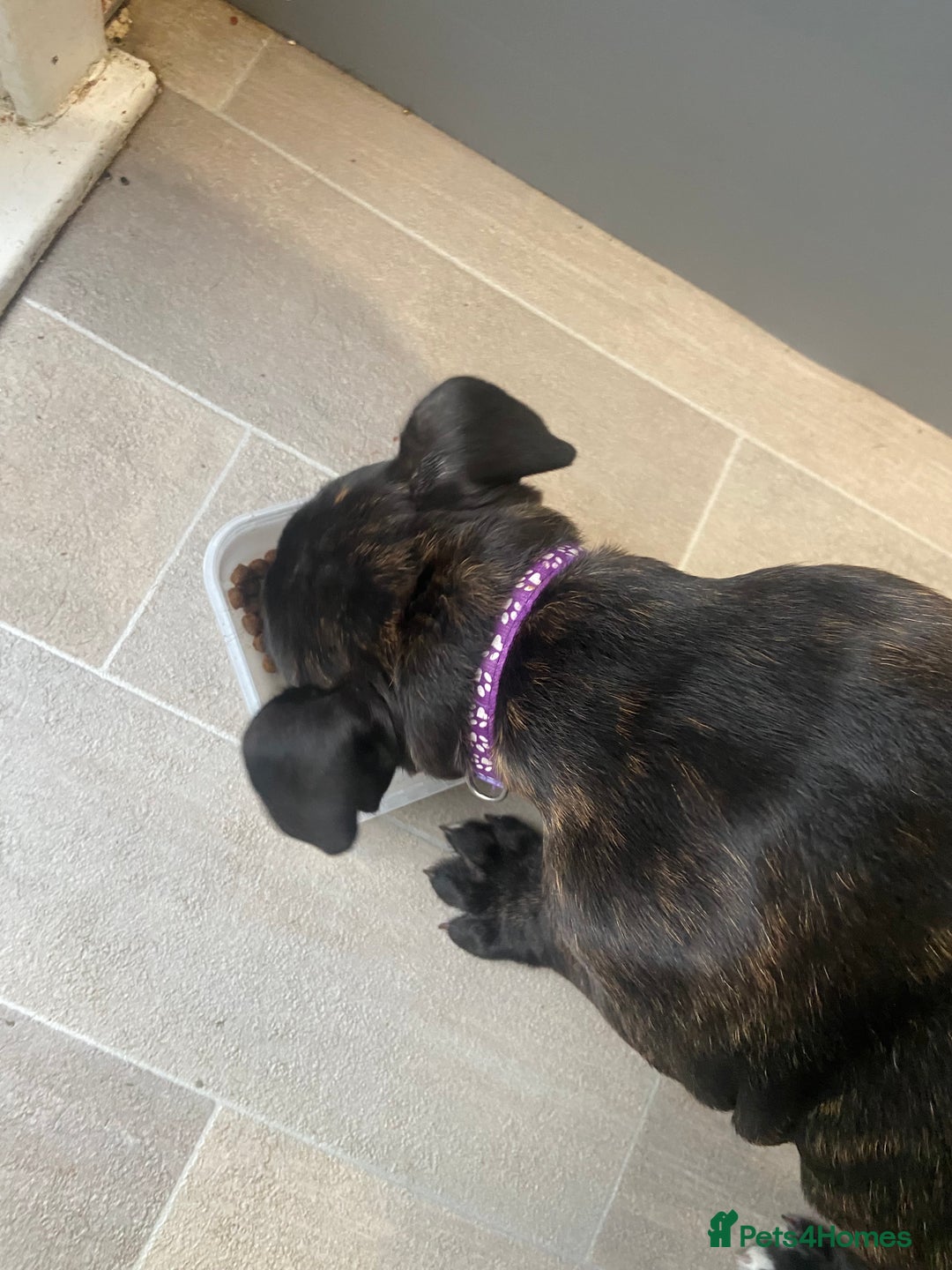 Mixed Breed dogs for sale: Old tyme bulldog in Shotts - Image 20