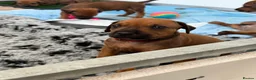 Rhodesian Ridgeback dogs for sale: Rhodesian Ridgeback Puppies born 21st June 2026 - Advert 8