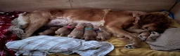 Golden Retriever dogs for sale: Beautiful family raised fox red golden retriever.  - Advert 31