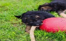 German Shepherd dogs for sale: 🐾🖤 Top-Quality Purebred German Shepherd Puppies - Image 14
