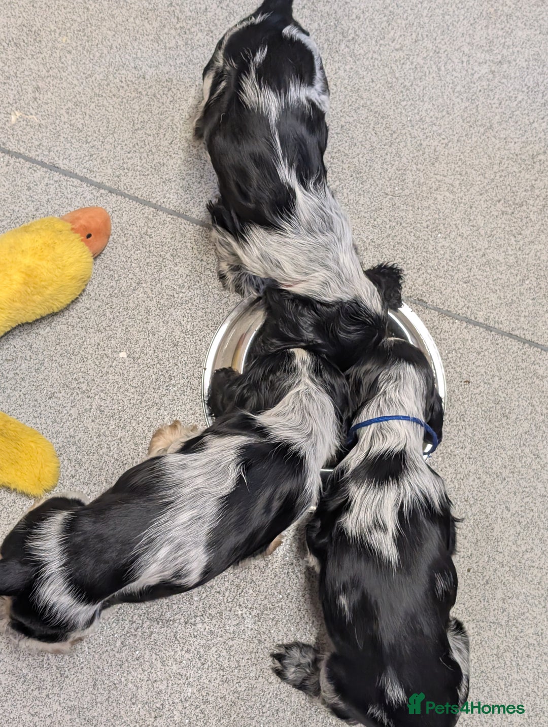 Cocker Spaniel dogs for sale: Beautiful Show Cocker Puppies. Health tested.  - Advert 4