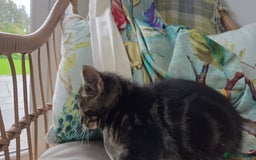 Mixed Breed cats for sale: Mixed Breed Kittens - Image 14