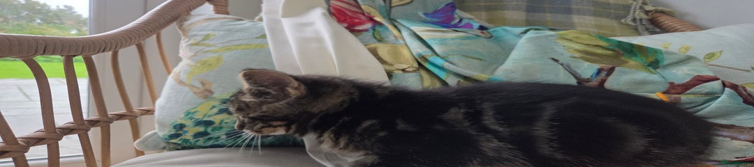 Mixed Breed Kitten 3