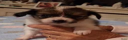 Papillon dogs for sale: Fully Health Tested Papillon Puppies for Sale - Advert 11