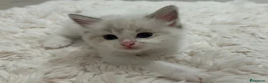 Ragdoll 1