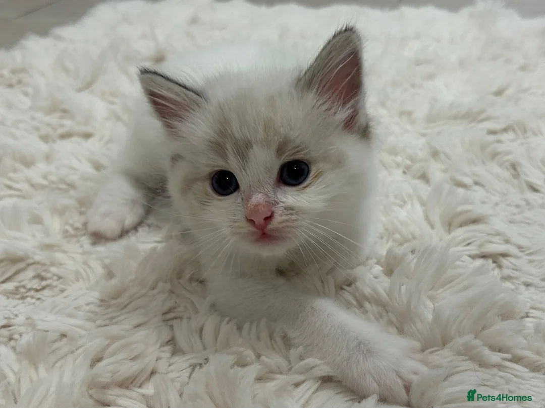 Ragdoll cats for sale: Seal Point & Lilac Bicolour Ragdoll Kittens - Advert 2