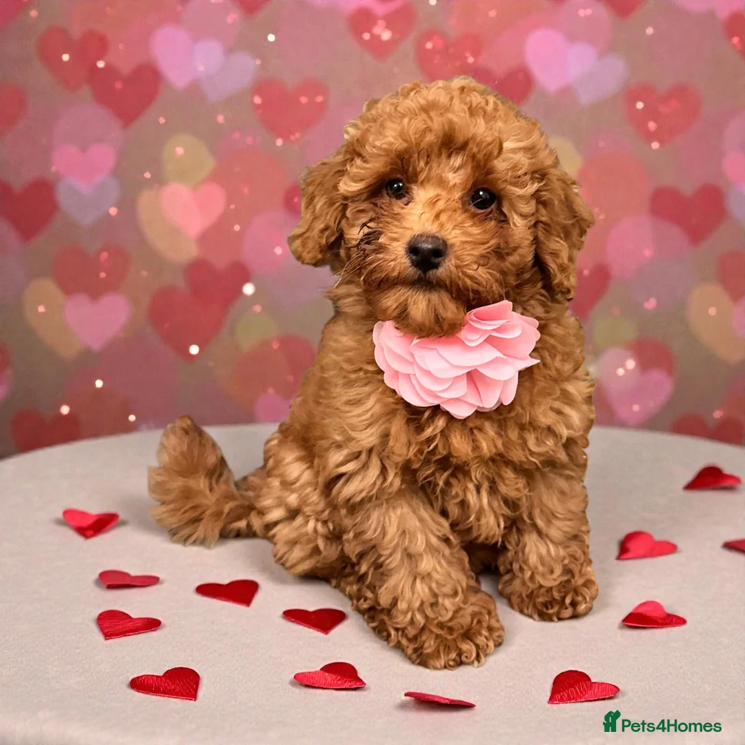 Miniature Poodle dogs for sale: Curly Teddy Bears - Advert 1
