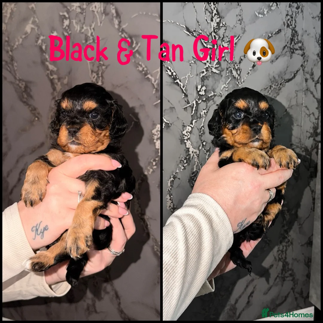 Cavapoo dogs for sale: Stunning quality Cavapoo puppies 🐶  - Advert 1