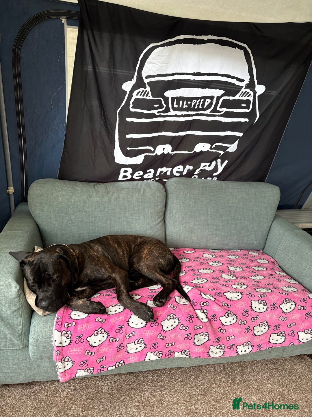 Cane Corso dogs for sale: Clay cane corso - Image 3