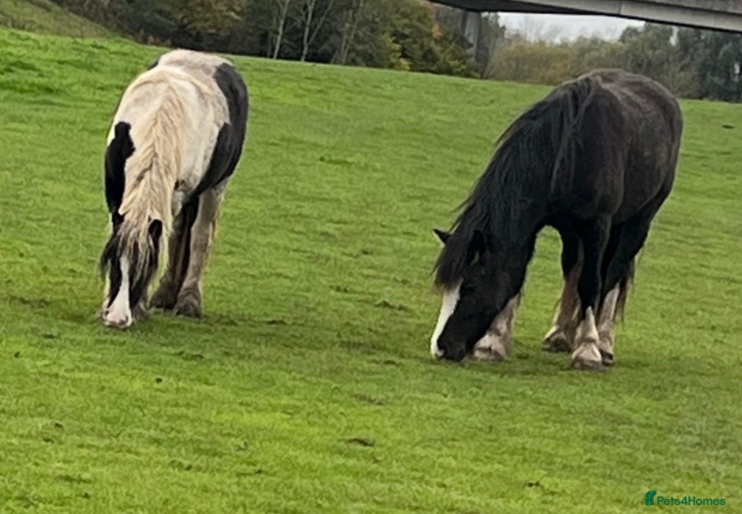 Other Breed horses for sale: 2year old filly  - Advert 4