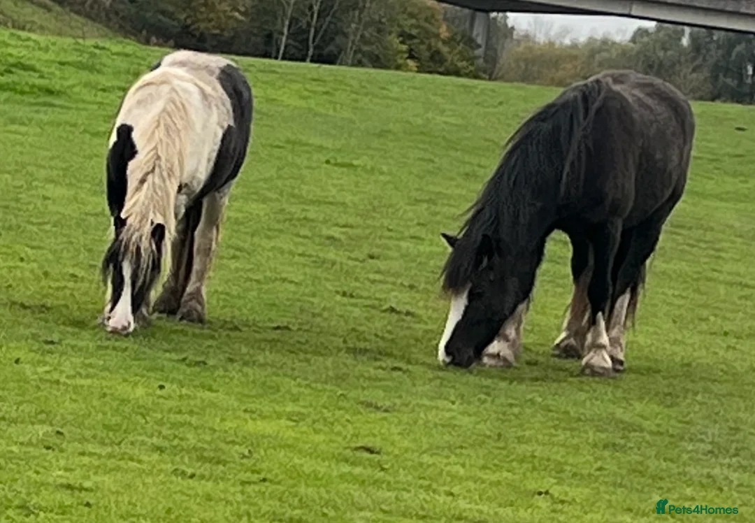 Other Breed horses for sale: 2year old filly  - Advert 4