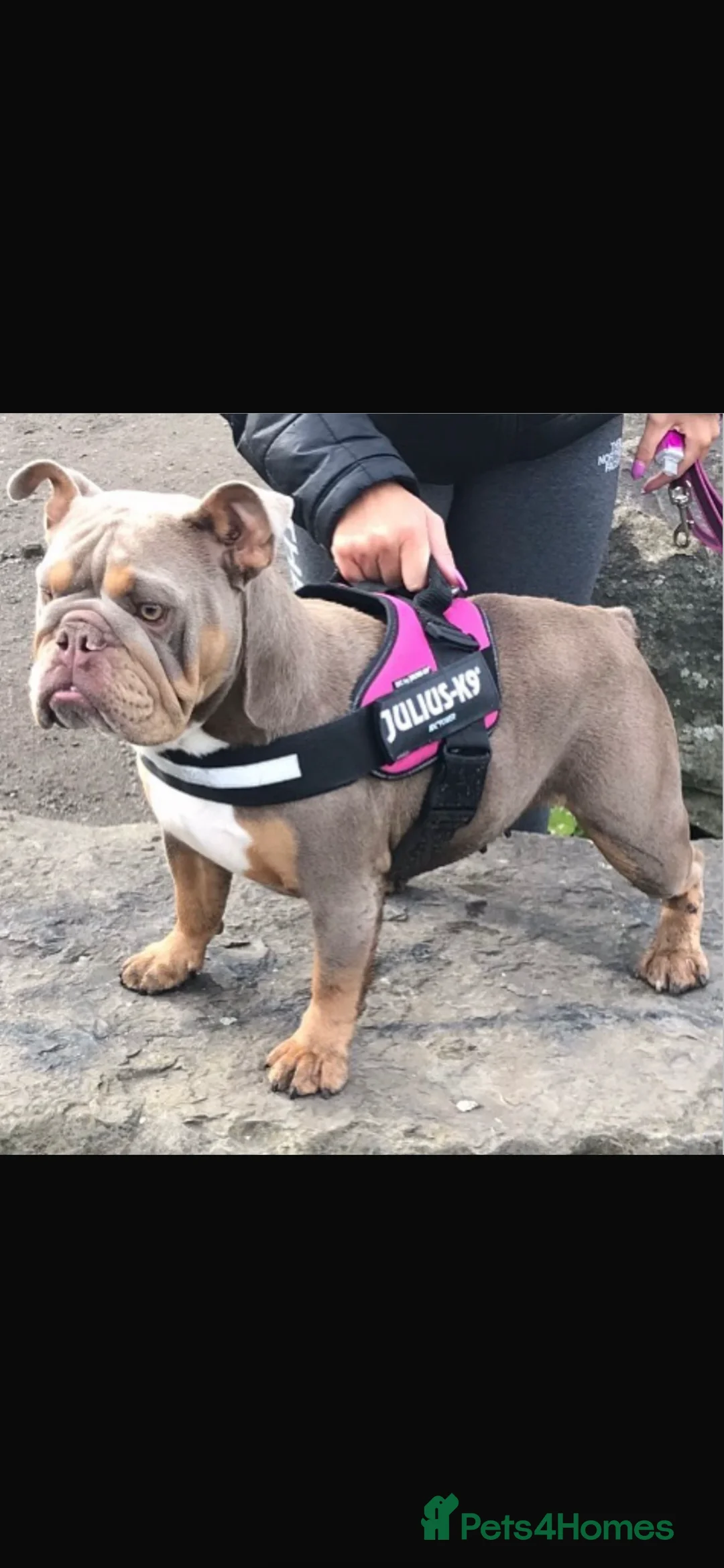 English Bulldog dogs for sale: Beautiful English bulldog pup - Advert 10